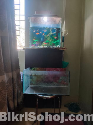 2 ti aquarium 15 ti gold